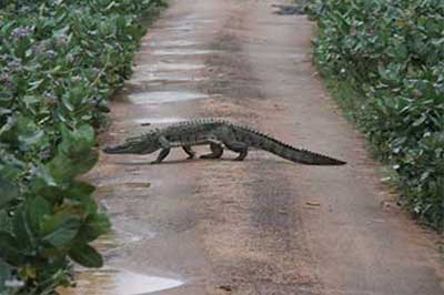 Wilpattu National Park Animals | chauffeuremillankatours.com
