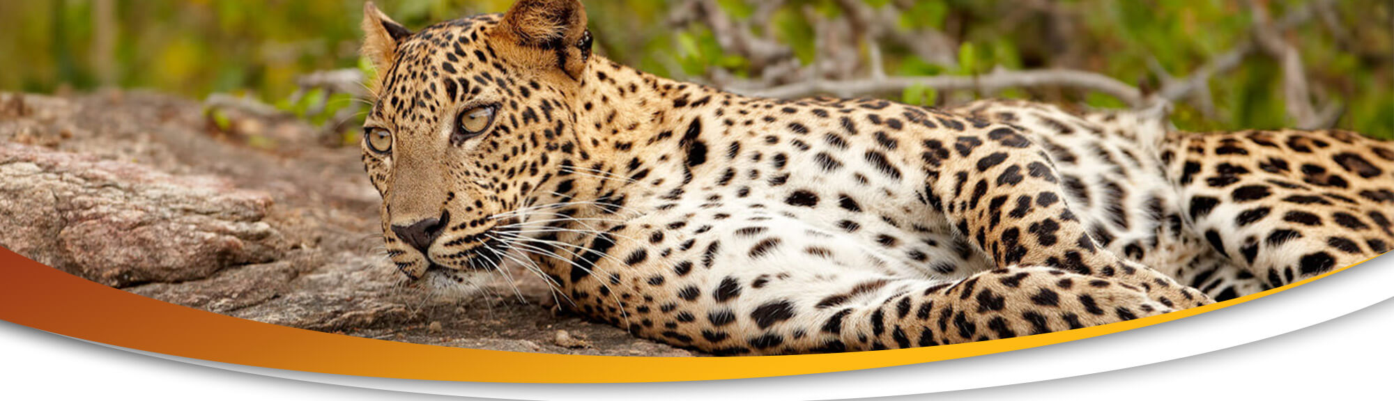 Chauffeur Emil Lanka Contact | chauffeuremillankatours.com