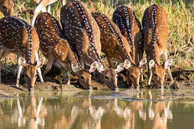 Wilpattu National Park | chauffeuremillankatours.com