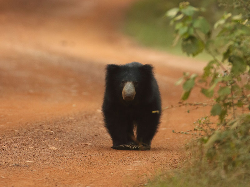 Wilpattu National Park