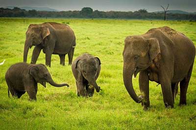 Sri Lanka day tour Ritigala | chauffeuremillankatours.com