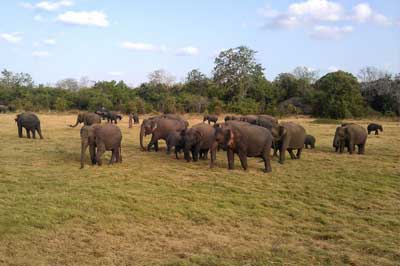 Kaudulla National Park Elephant | chauffeuremillankatours.com