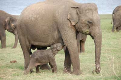 Minneriya National park Elephant | chauffeuremillankatours.com