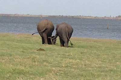 Minneriya National park | chauffeuremillankatours.com