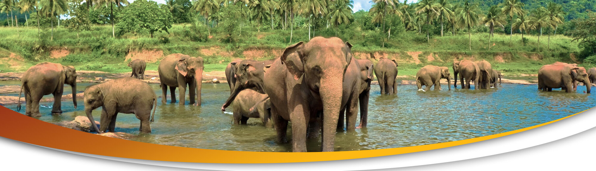 Safari and Ritigala Forest Day Tour | chauffeuremillankatours.com