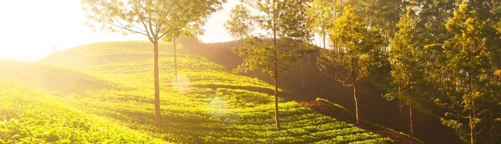 Sri Lanka classic Ceylon Tour Package | chauffeuremillankatours.com 