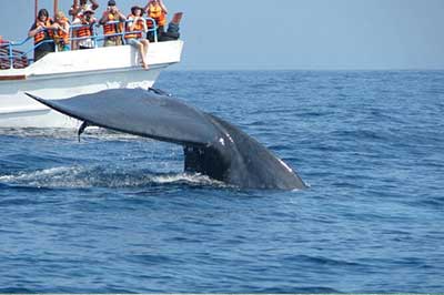 Blue Whales Watching | chauffeuremillankatours.com