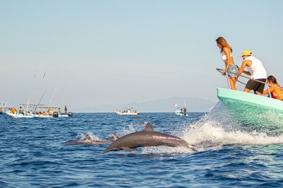 Dolphin | chauffeuremillankatours.com