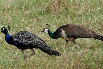 Hurulu Eco park Jeep Safari | chauffeuremillankatours.com