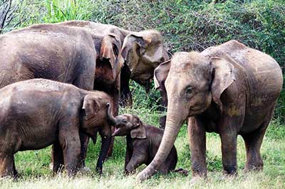 Hurulu Eco Park | chauffeuremillankatours.com