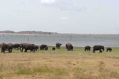 Minneriya Sri Lanka | chauffeuremillankatours.com