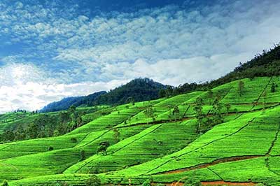 Nuwara Eliya Location | chauffeuremillankatours.com