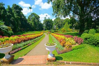 peradeniya-royal-botanical Sri Lanka | chauffeuremillankatours.com