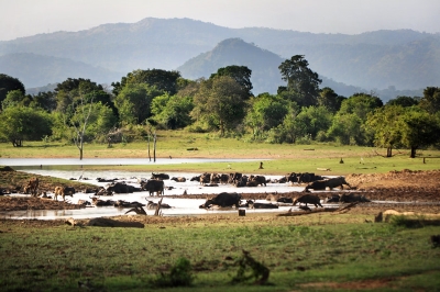 Udawalawe | chauffeuremillankatours.com