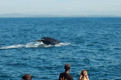Blue Whales Watching | chauffeuremillankatours.com