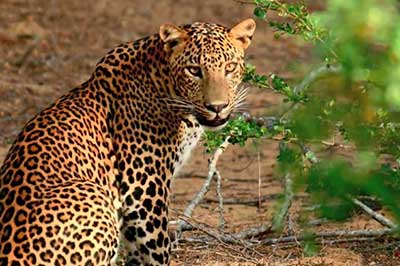 Yala Lepord | chauffeuremillankatours.com