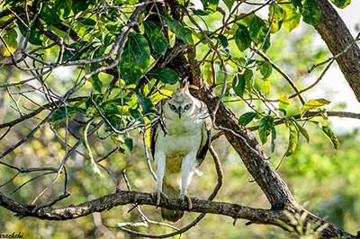 Hurulu Forest | chauffeuremillankatours.com