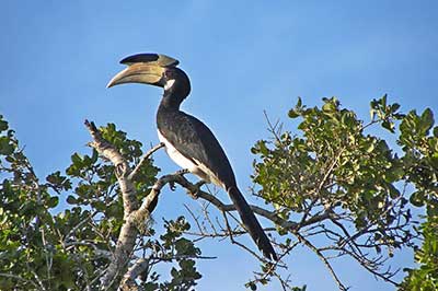 Hurulu Eco Park birds | chauffeuremillankatours.com