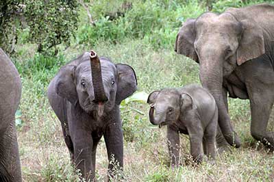 Hurulu Eco park | chauffeuremillankatours.com