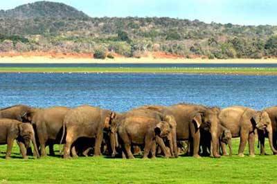 Minneriya National Park | chauffeuremillankatours.com