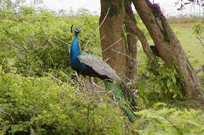 Kaudulla National Park | chauffeuremillankatours.com