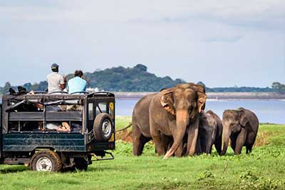 Minneriya National Park Jeep Safari | chauffeuremillankatours.com