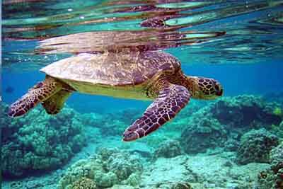 Sea Trutle Hatchery
