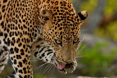 Yala National Park
